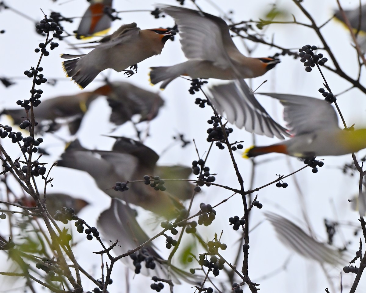 Buztanori boreala - ML647078802