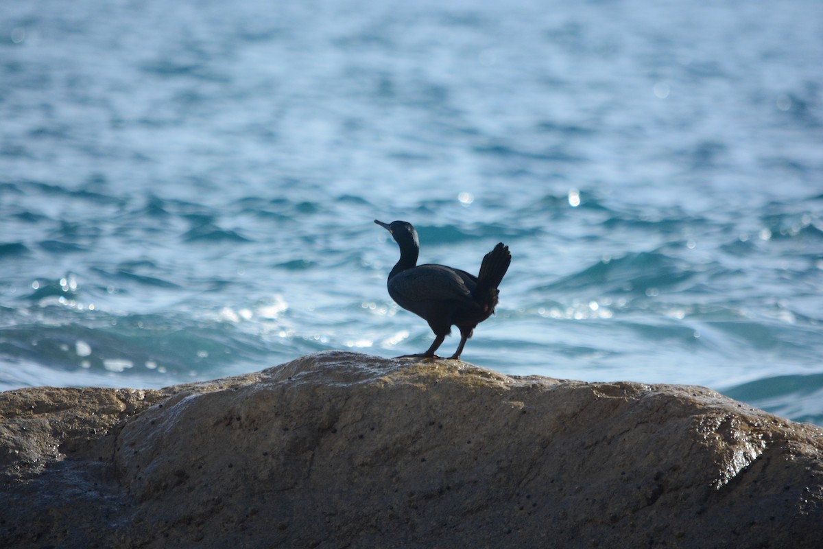 ヨーロッパヒメウ - ML647078807