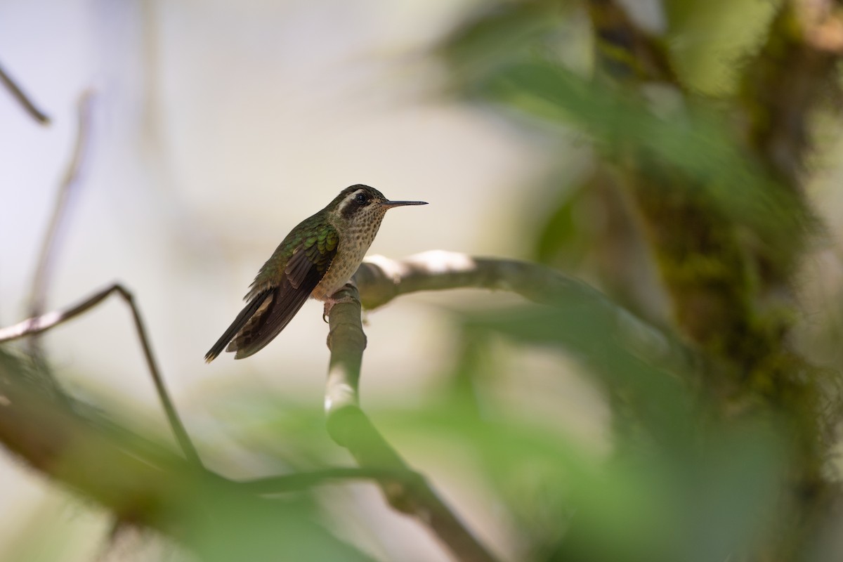 Colibri moucheté - ML647078812
