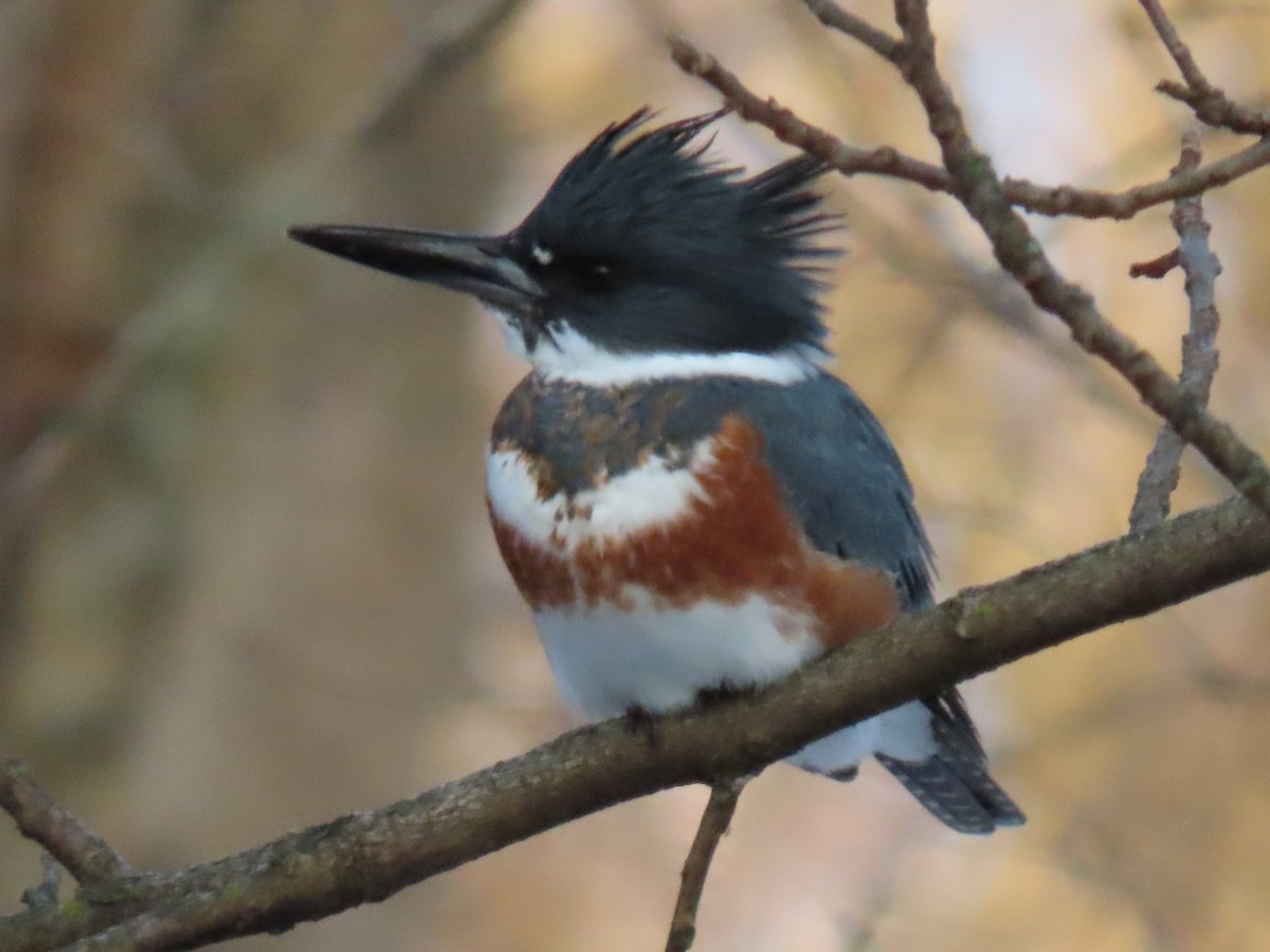 Рибалочка-чубань північний - ML647078818