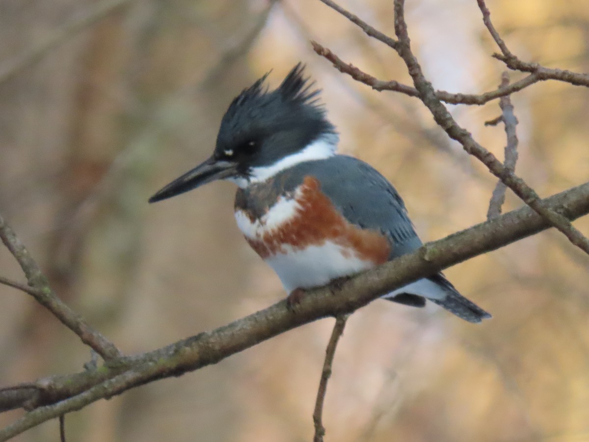 Рибалочка-чубань північний - ML647078819