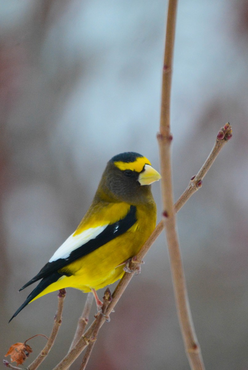 Evening Grosbeak - ML647078821