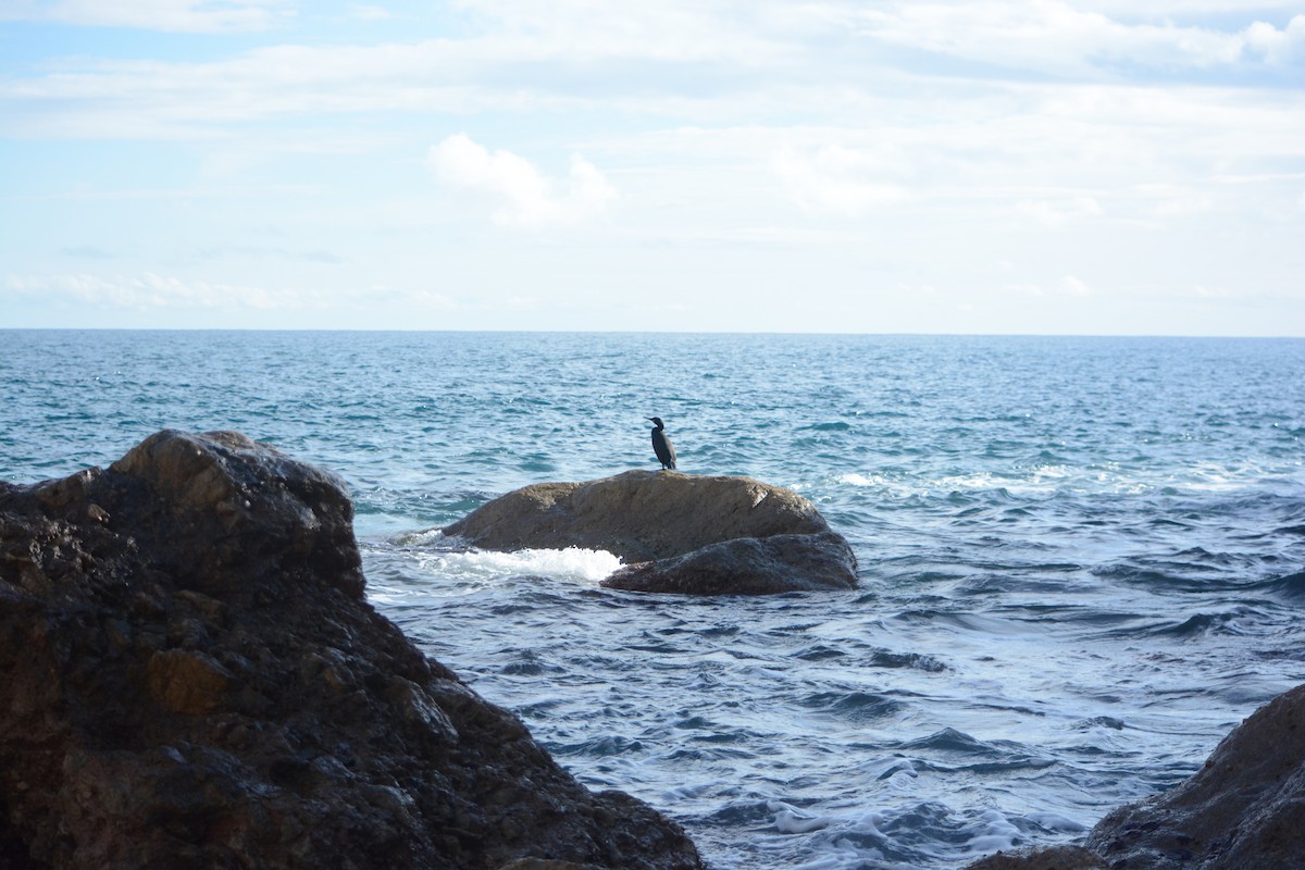 ヨーロッパヒメウ - ML647078822