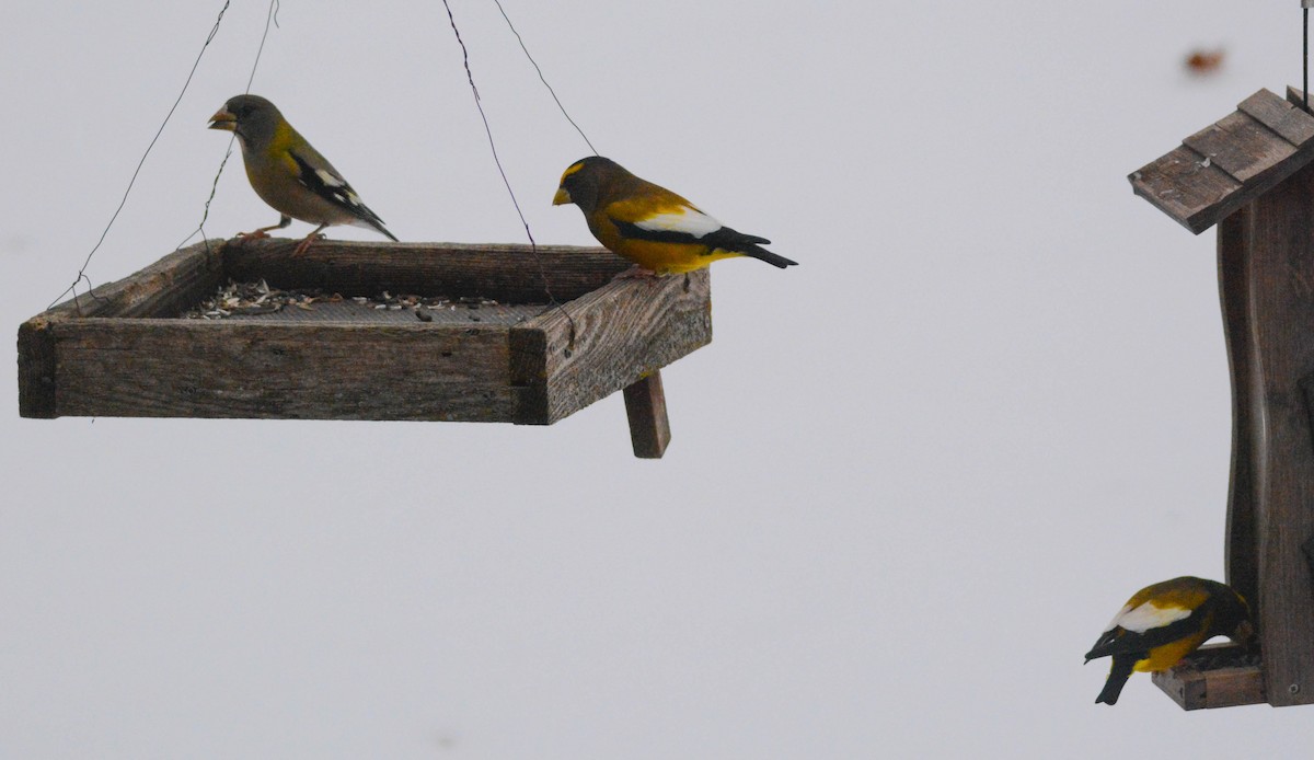 Evening Grosbeak - ML647078825