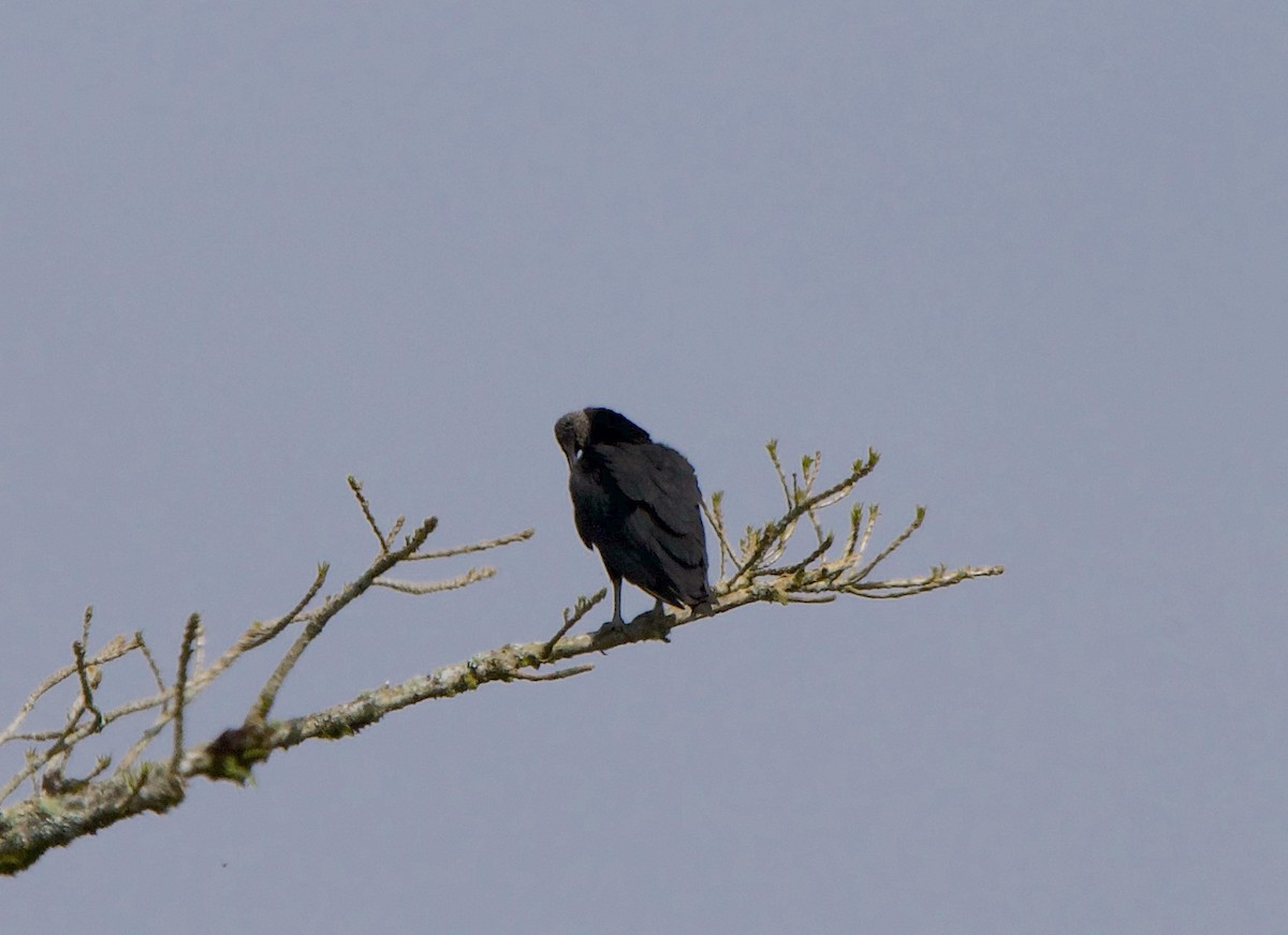 Black Vulture - ML647078832