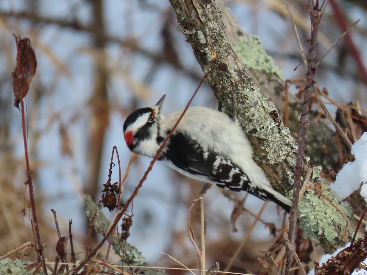 Дятел пухнастий - ML647078837