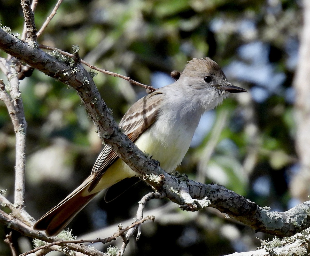 Kalifornienschopftyrann - ML647078839