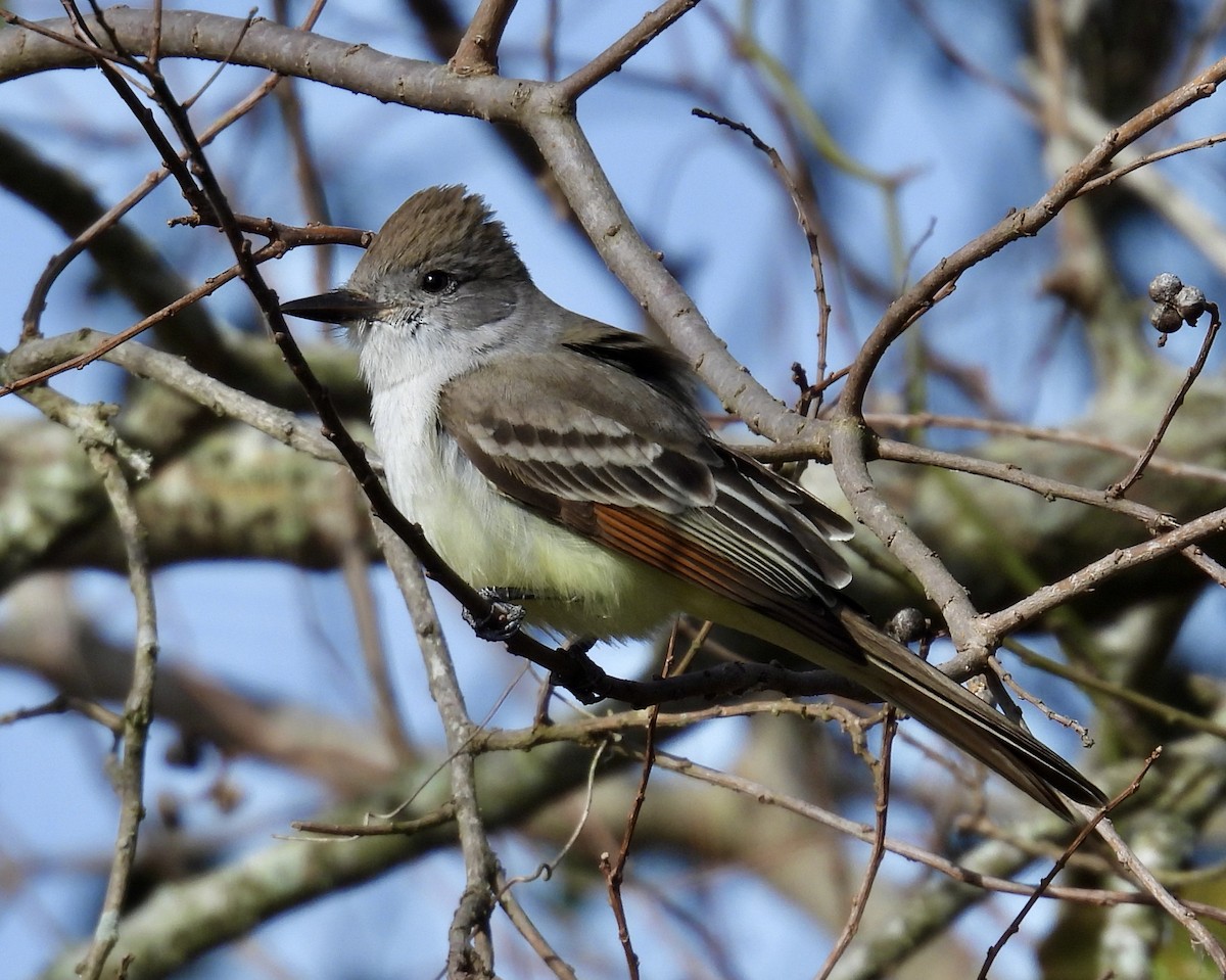 Kalifornienschopftyrann - ML647078840