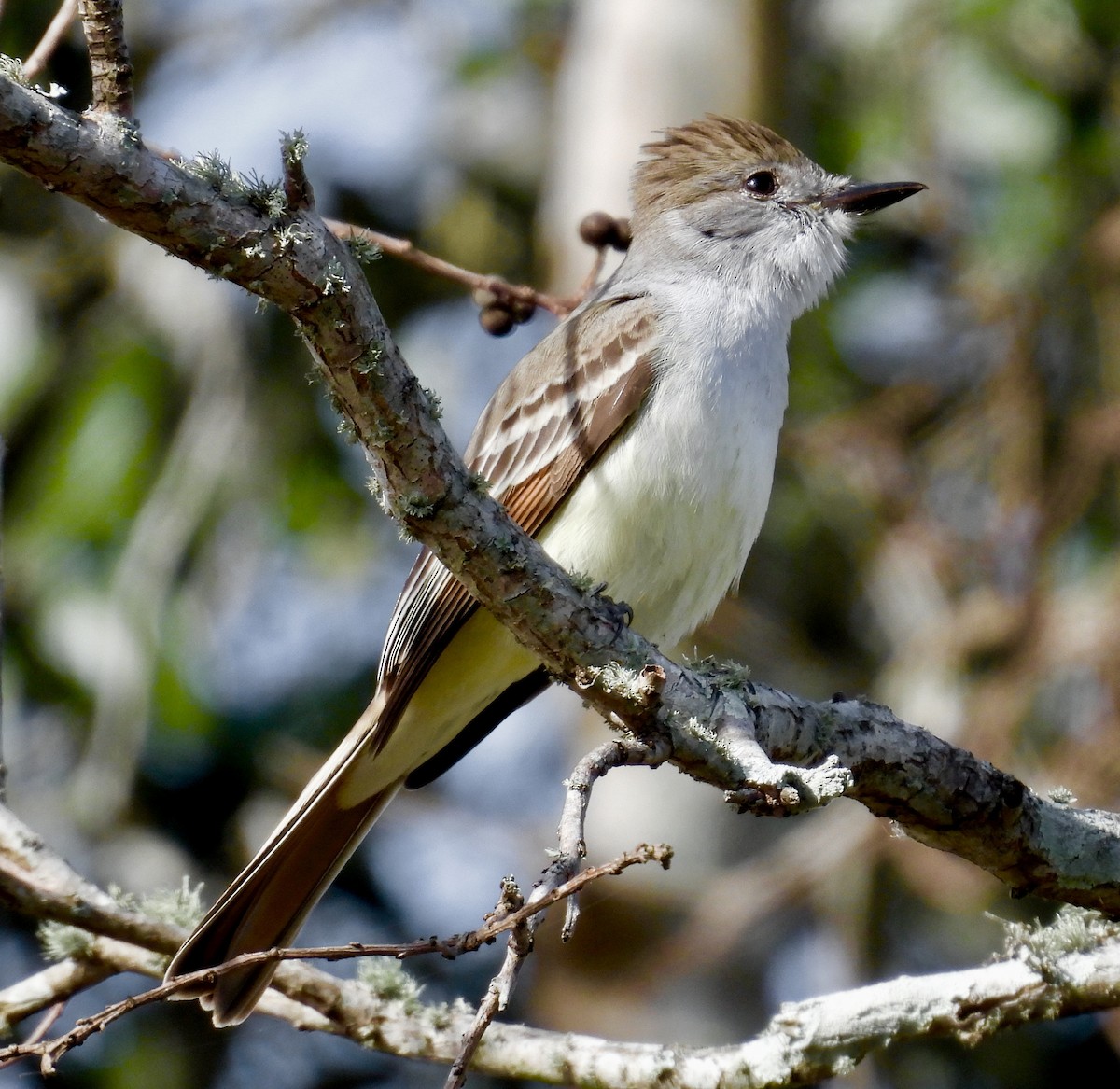 Kalifornienschopftyrann - ML647078841