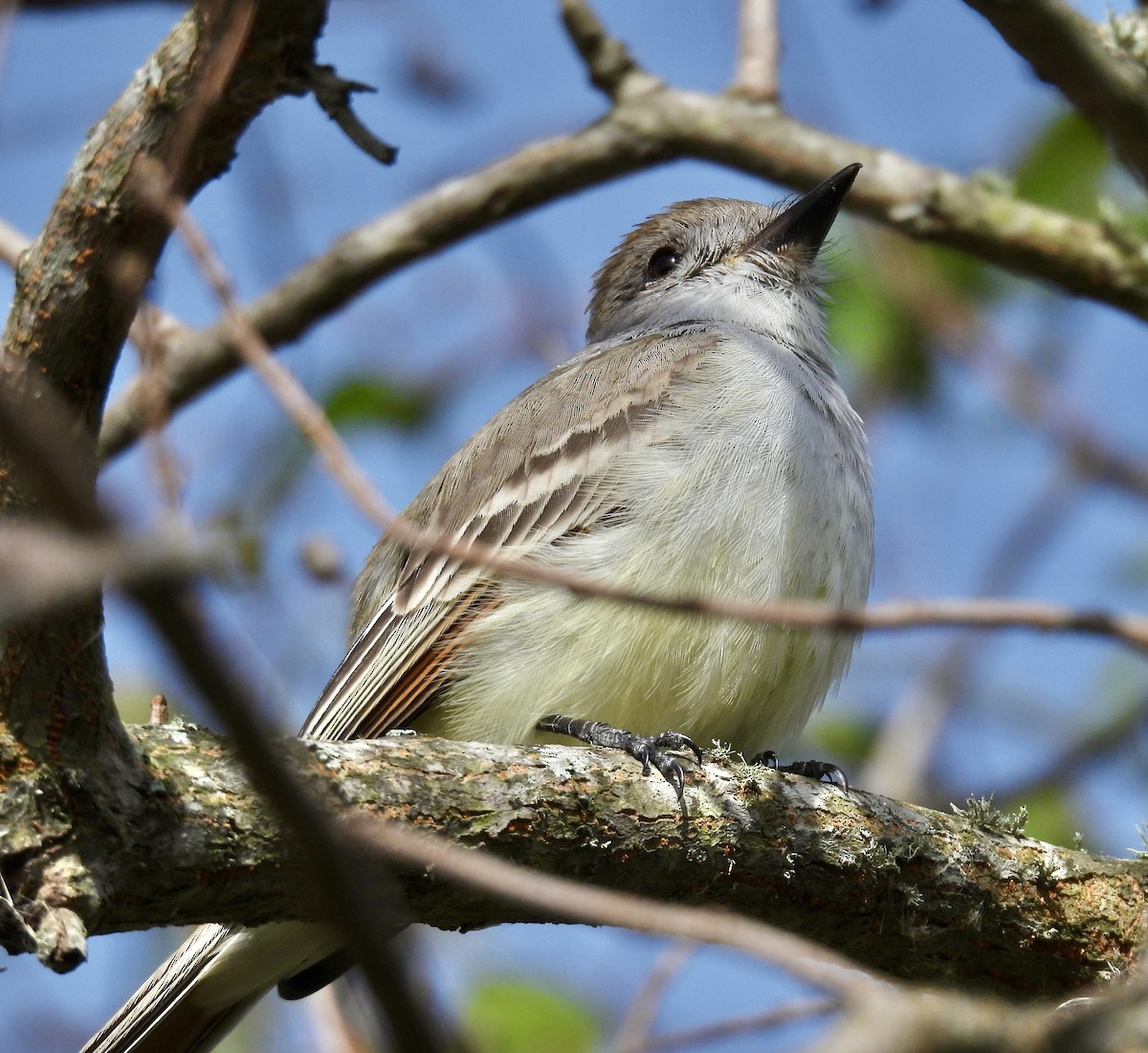 Kalifornienschopftyrann - ML647078842