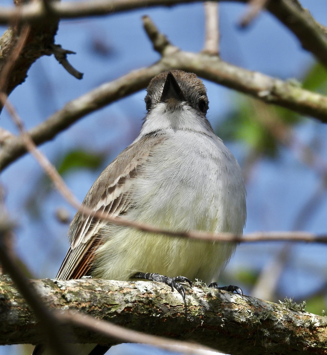 Kalifornienschopftyrann - ML647078843