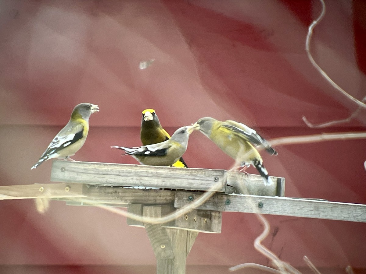 Evening Grosbeak - ML647078846