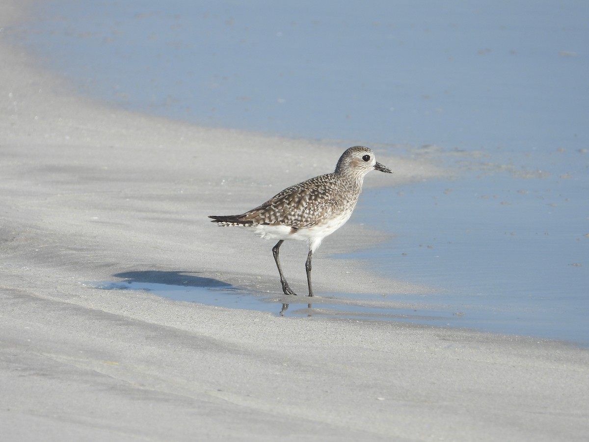 Black-bellied Plover - ML647078853