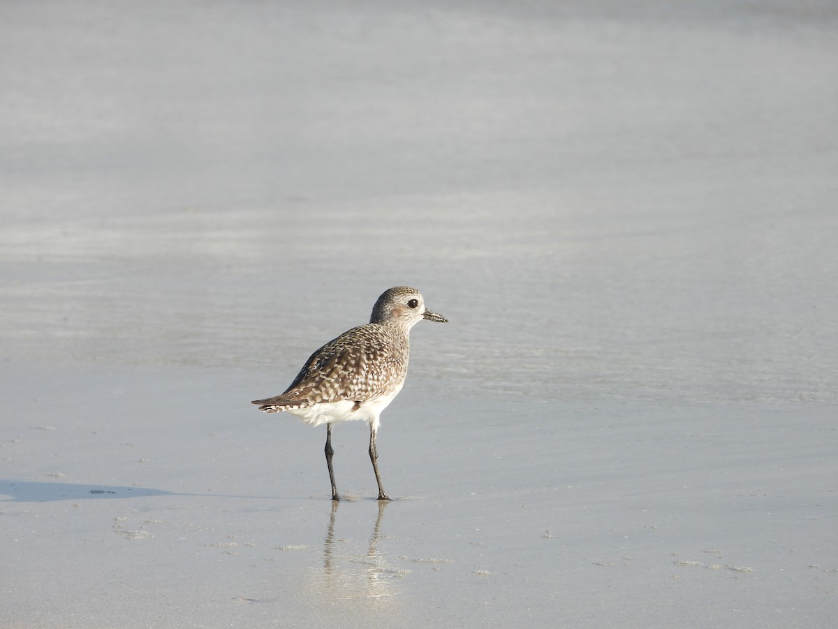Black-bellied Plover - ML647078854
