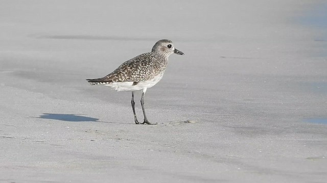 Black-bellied Plover - ML647078856