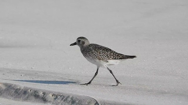 Black-bellied Plover - ML647078857
