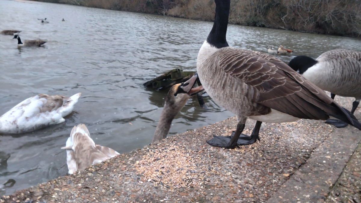 Canada Goose - ML647078861