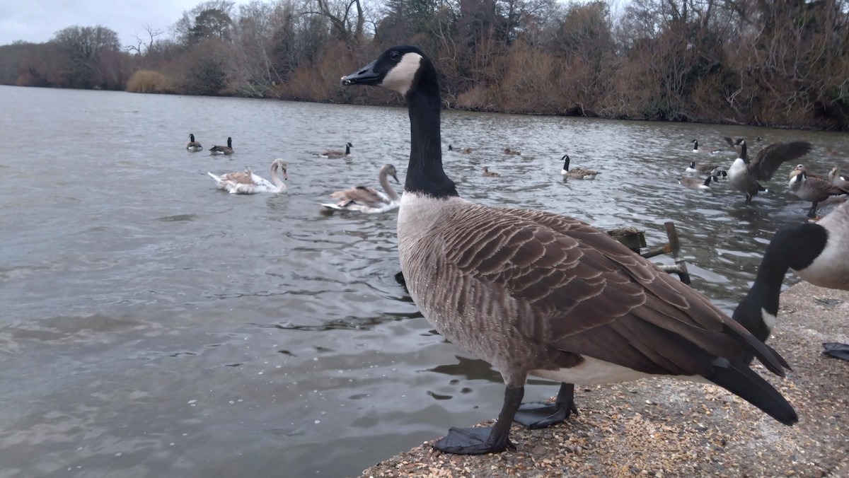 Canada Goose - ML647078863