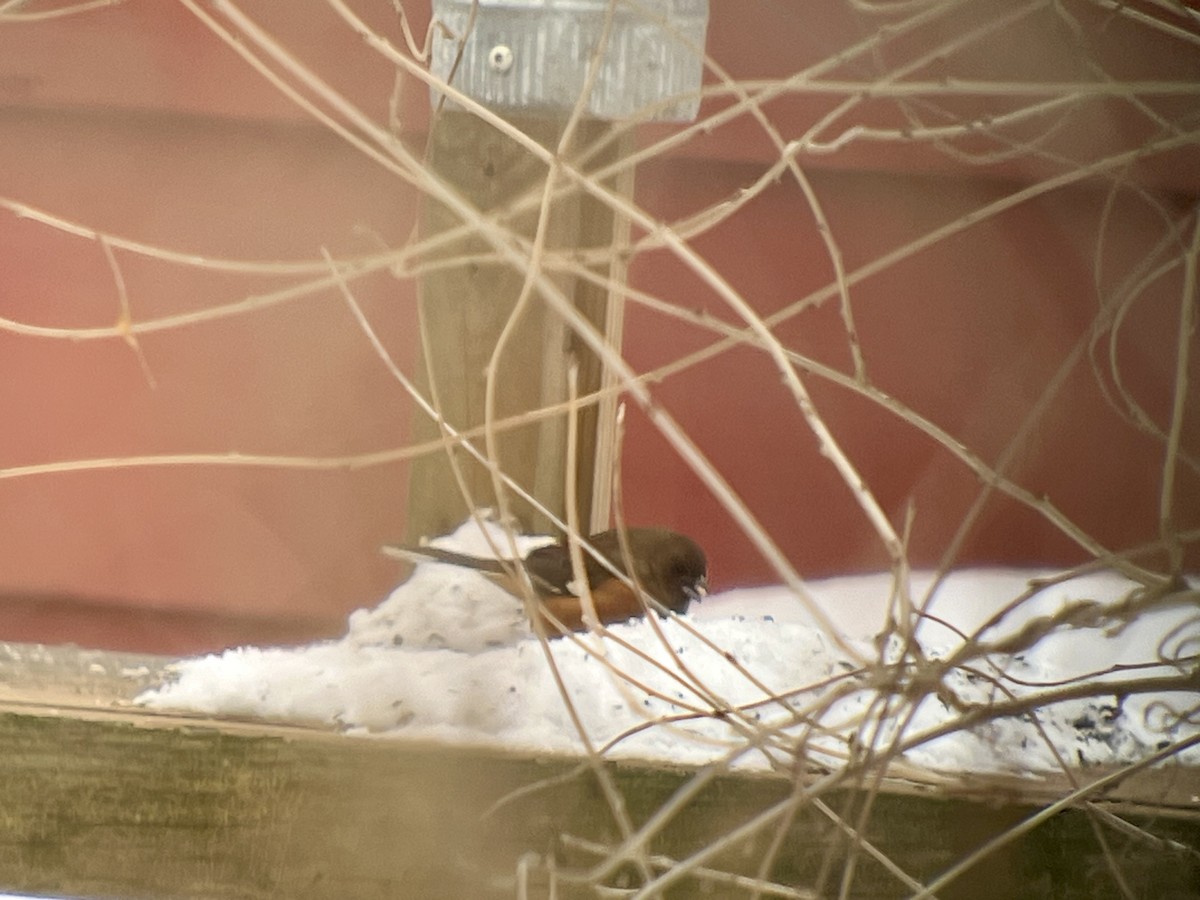 Eastern Towhee - ML647078864