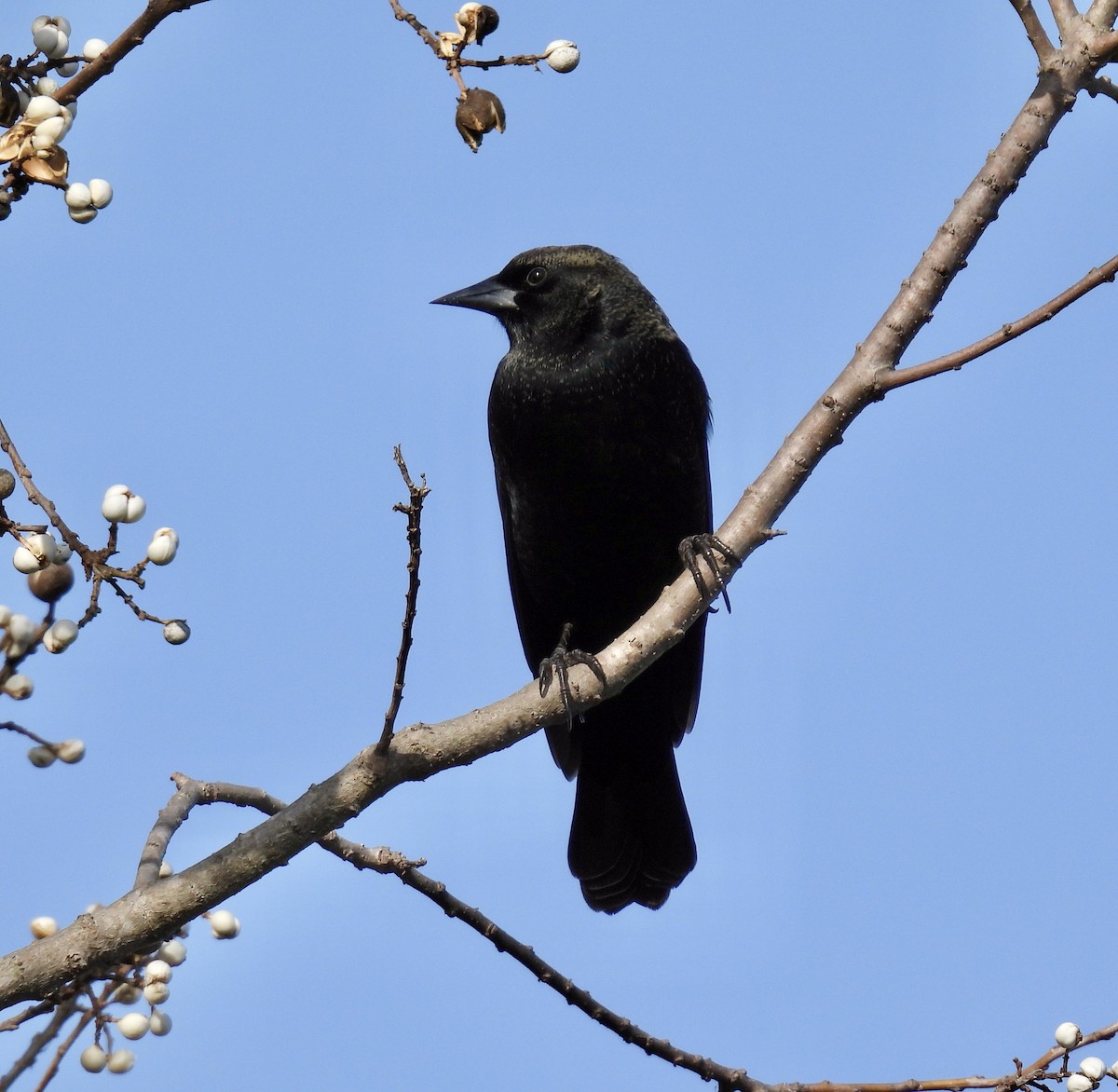 Red-winged Blackbird - ML647078866