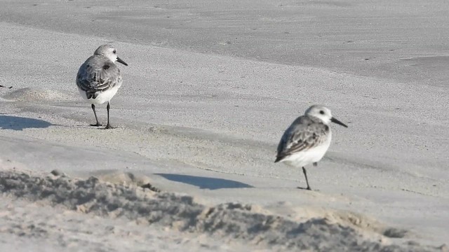Sanderling - ML647078873