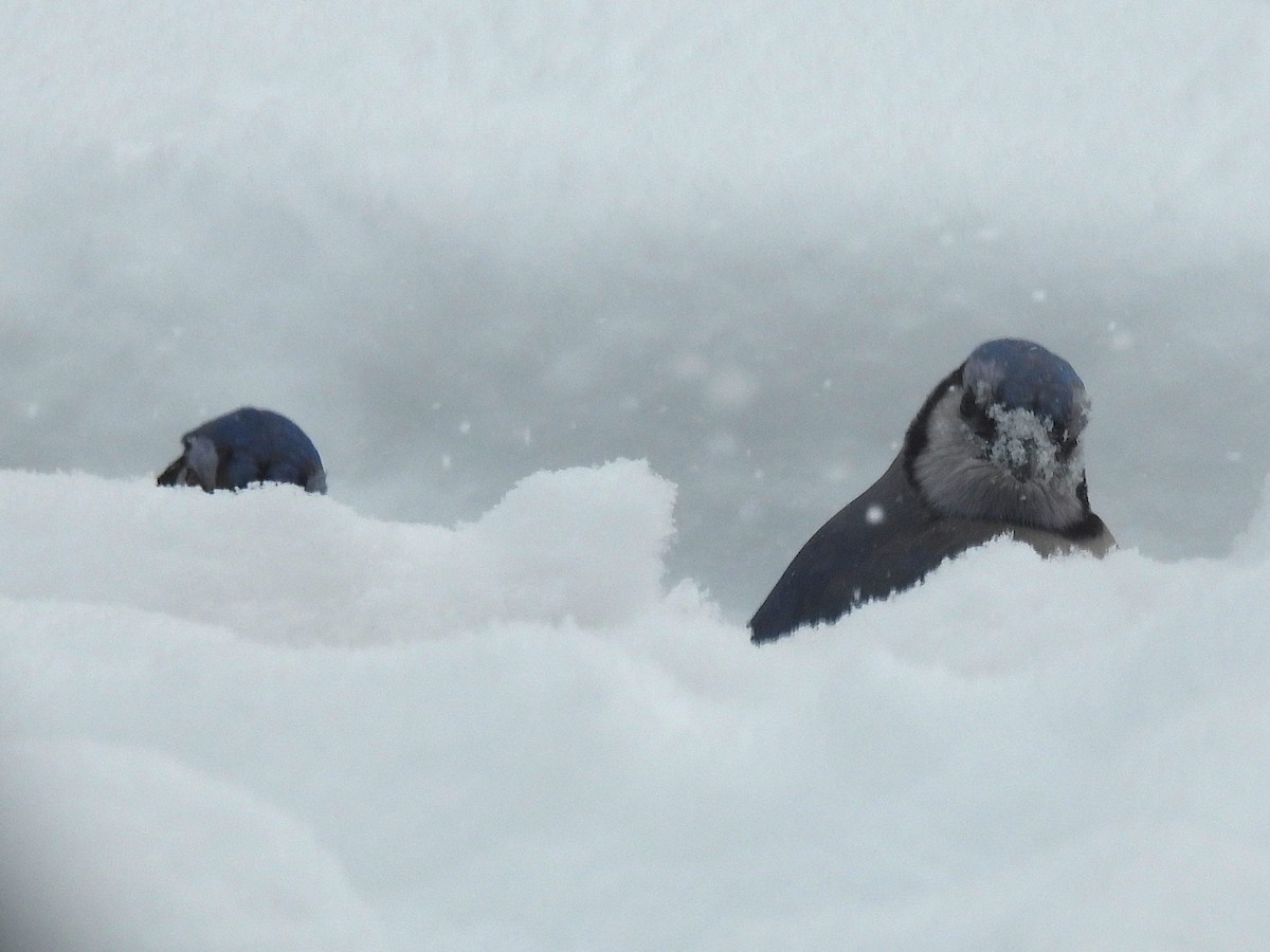 Blue Jay - ML647078876