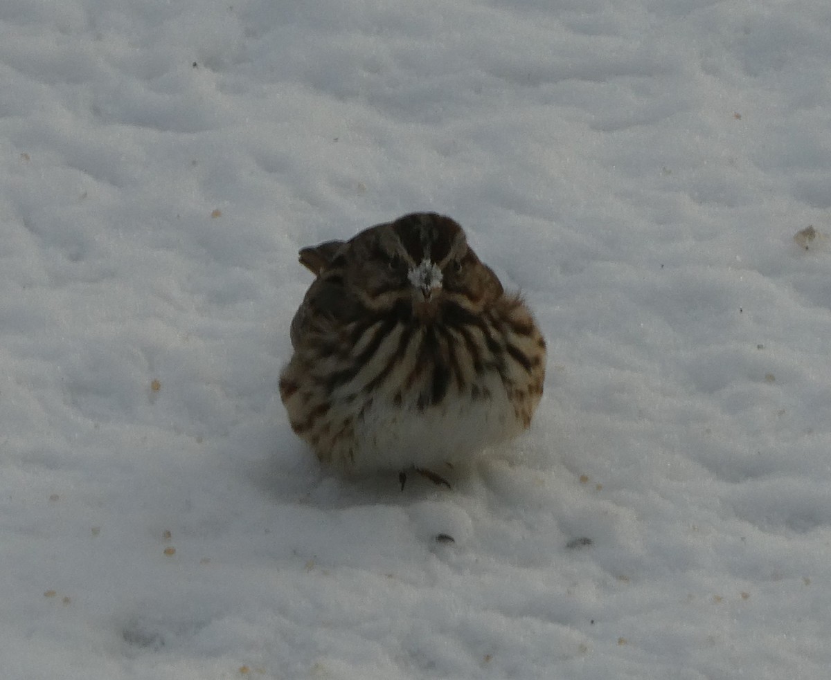 Song Sparrow - ML647078878