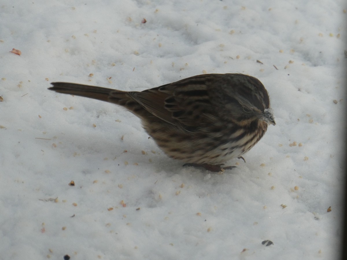 Song Sparrow - ML647078879