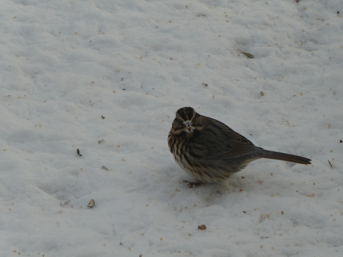 Song Sparrow - ML647078880