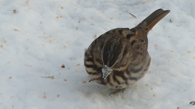 Song Sparrow - ML647078884