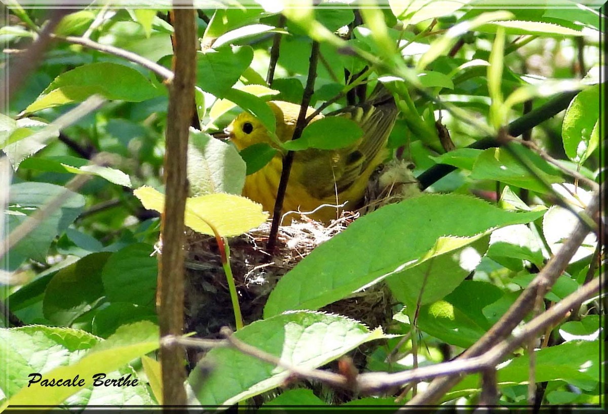 Paruline jaune - ML647078886