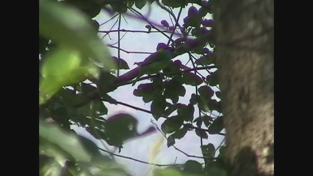 Blue-throated Barbet - ML647078888