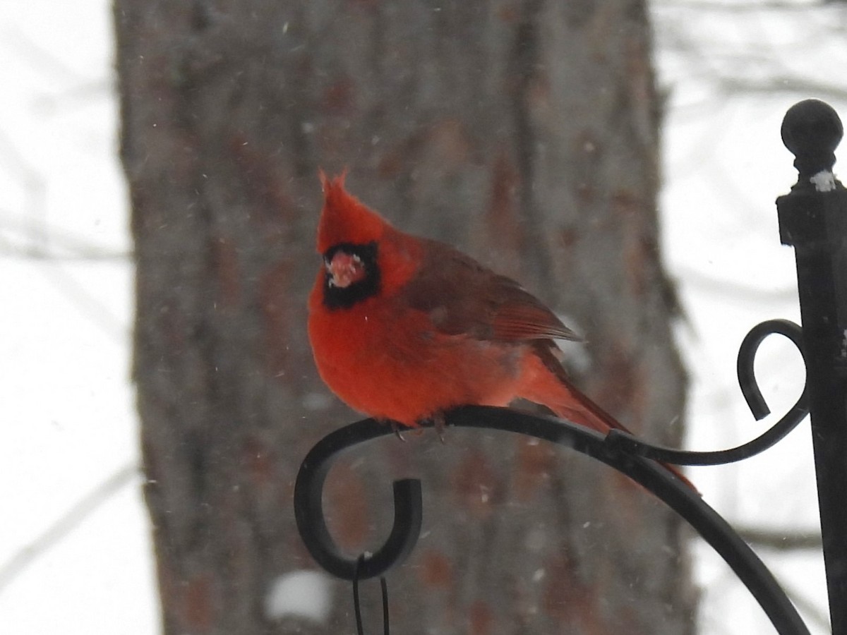 Northern Cardinal - ML647078894