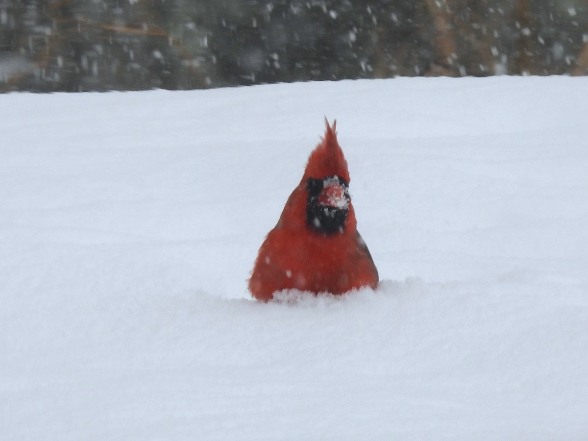 Northern Cardinal - ML647078895