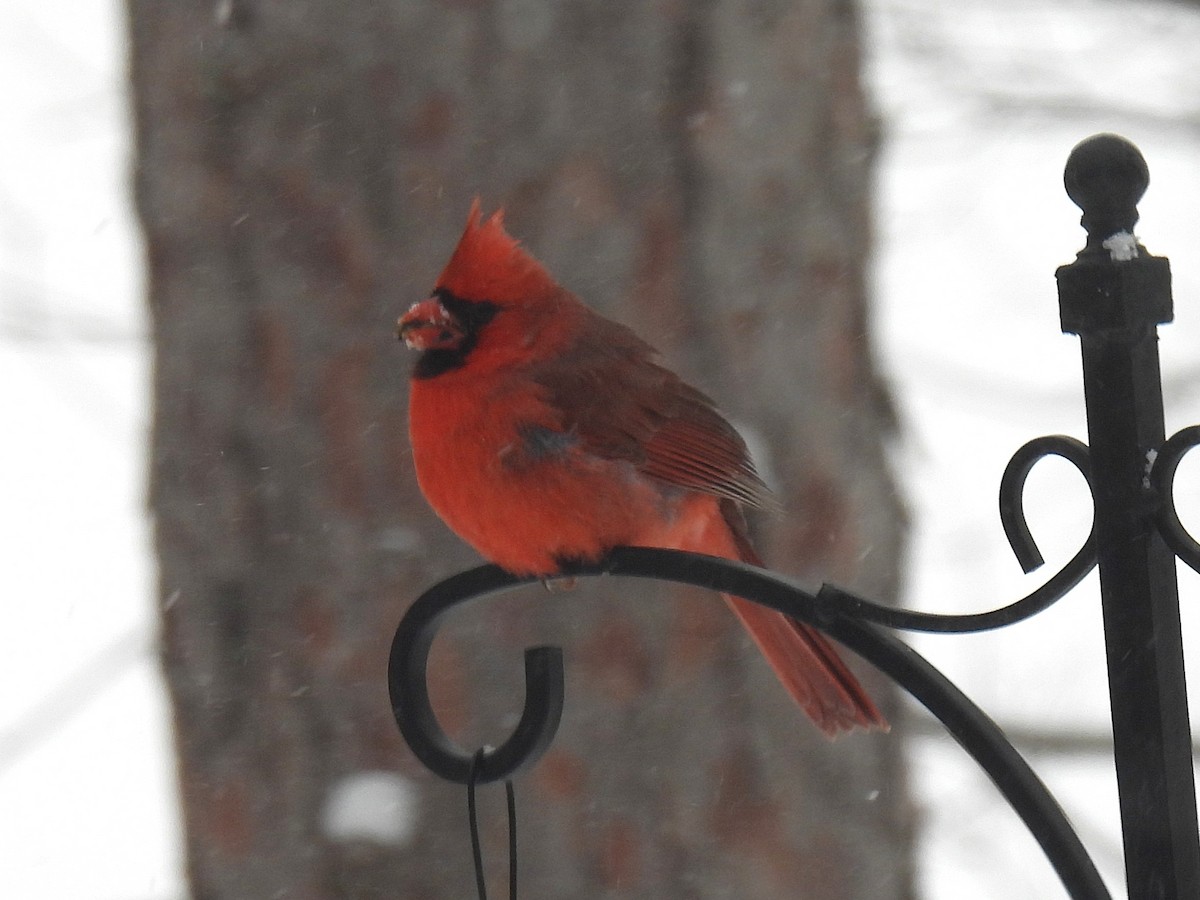 Northern Cardinal - ML647078896