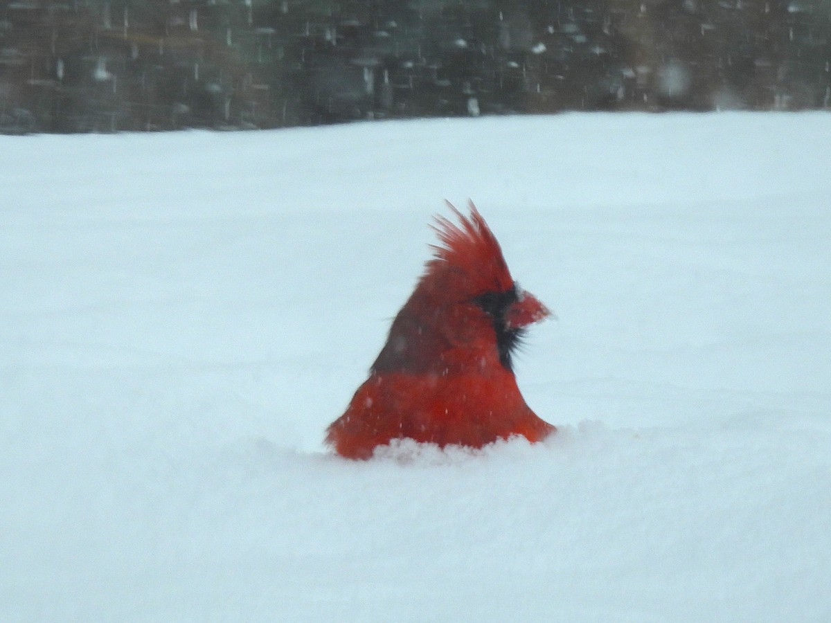 Northern Cardinal - ML647078897