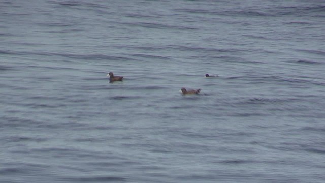 White-chinned Petrel - ML647078899