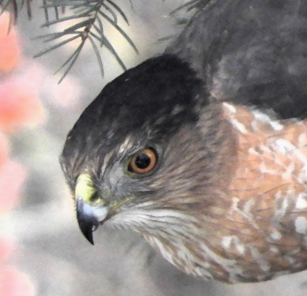Cooper's Hawk - ML647078900