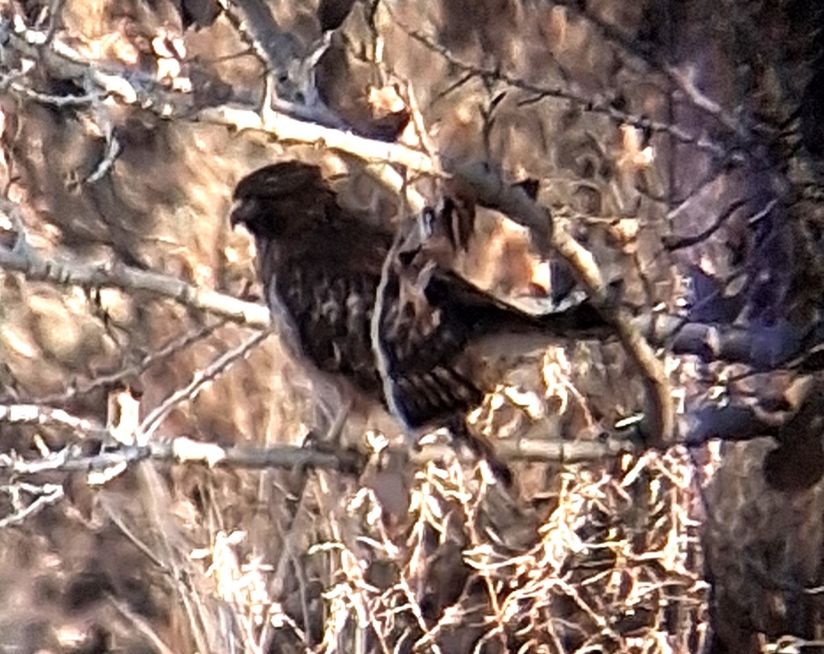 カタアカノスリ（elegans） - ML647078904