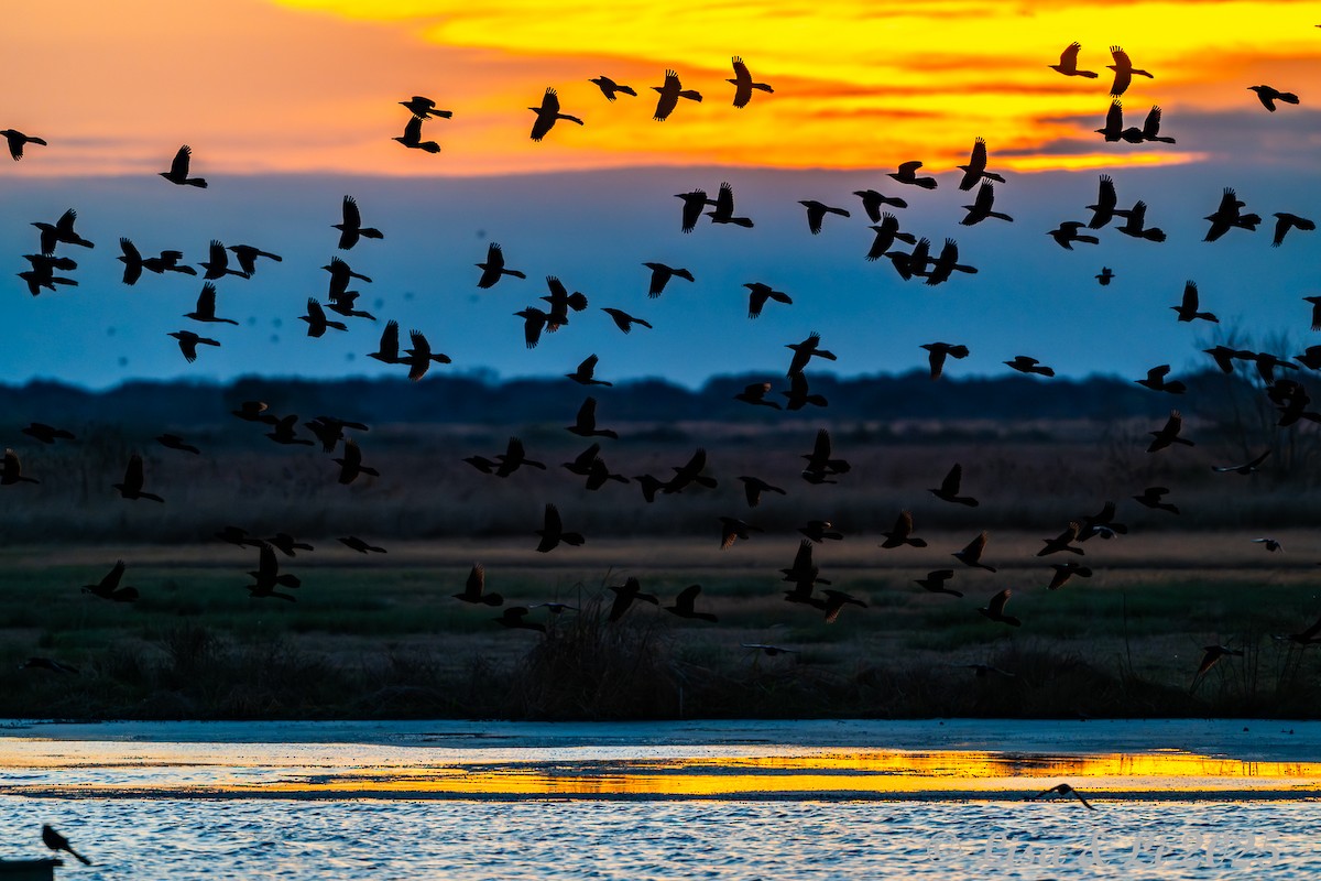 キタオナガクロムクドリモドキ - ML647078905