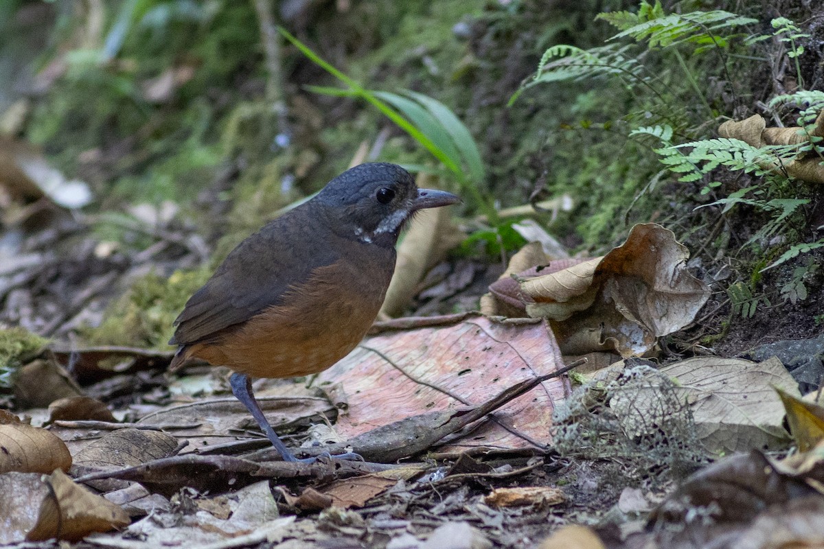 Moustached Antpitta - ML647078908