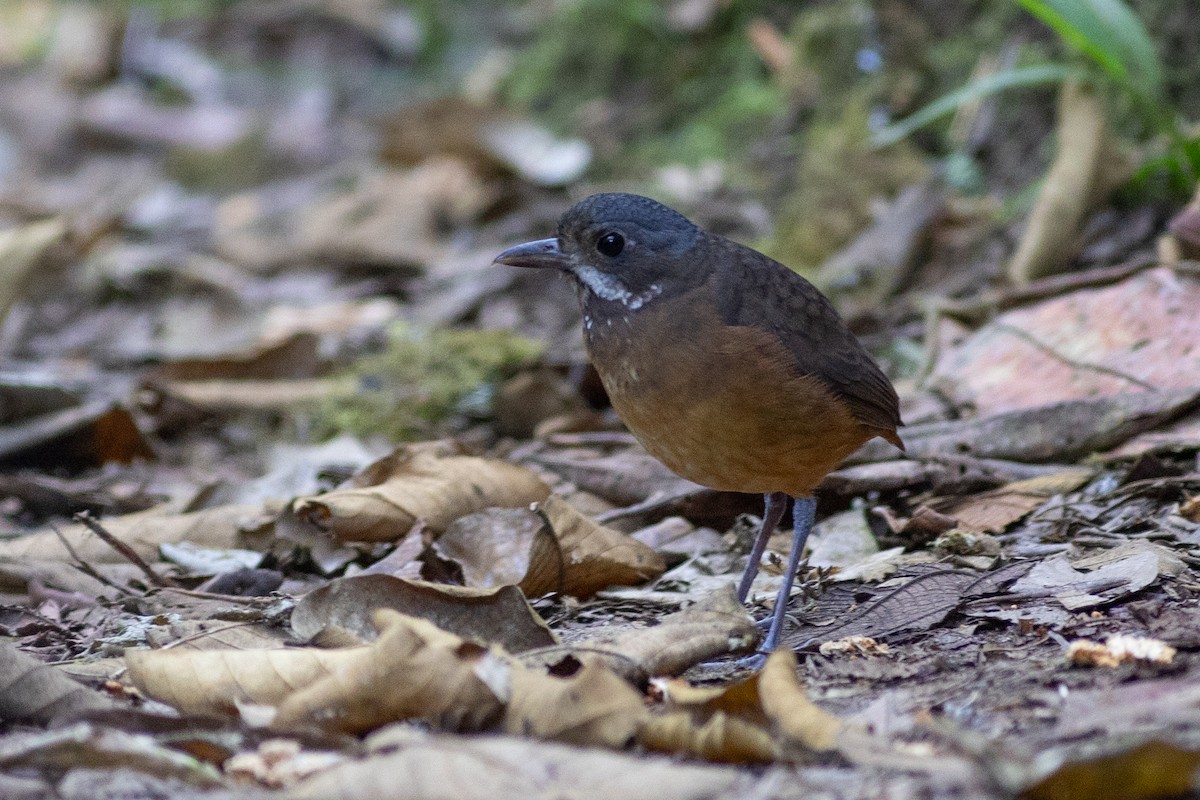 Moustached Antpitta - ML647078909