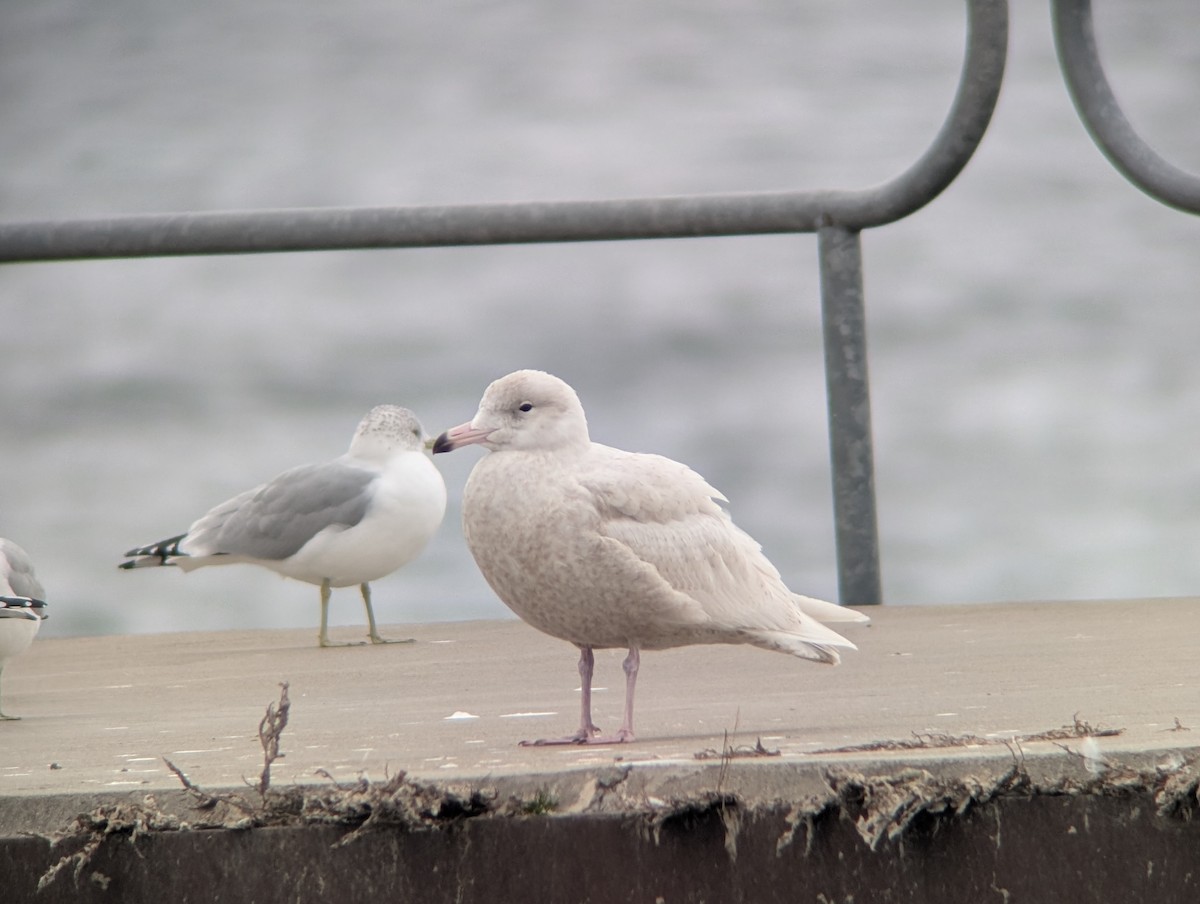 Gavión Hiperbóreo - ML647078910