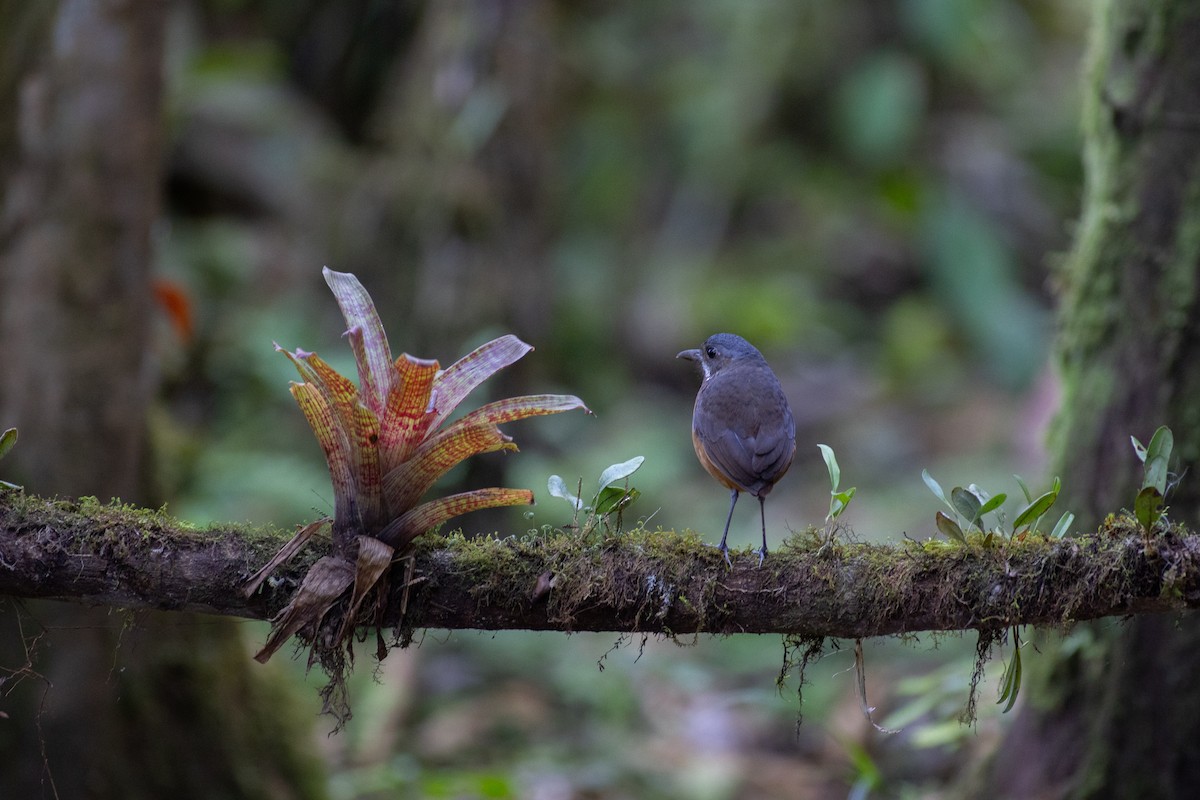 Moustached Antpitta - ML647078911