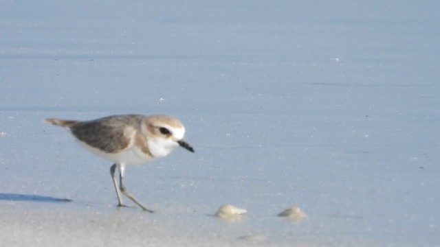 Kentish Plover - ML647078918