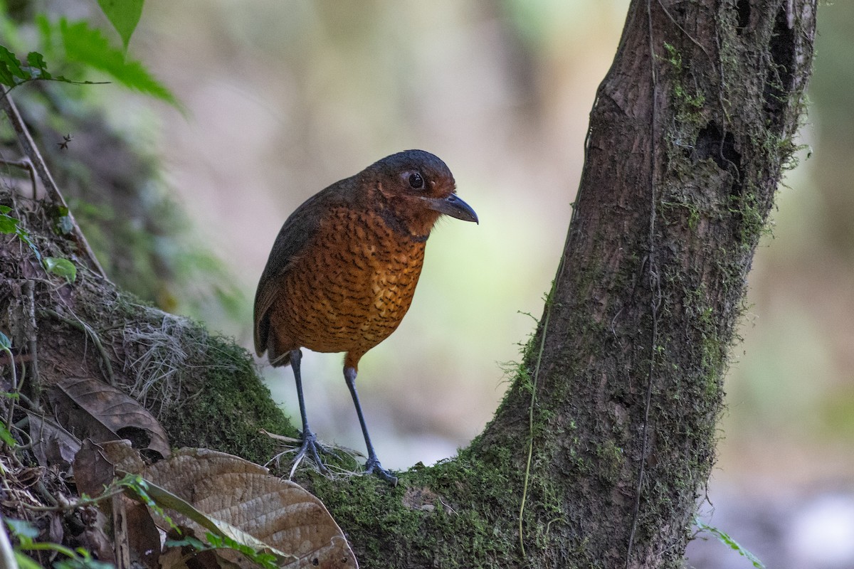 Мурашниця еквадорська - ML647078919