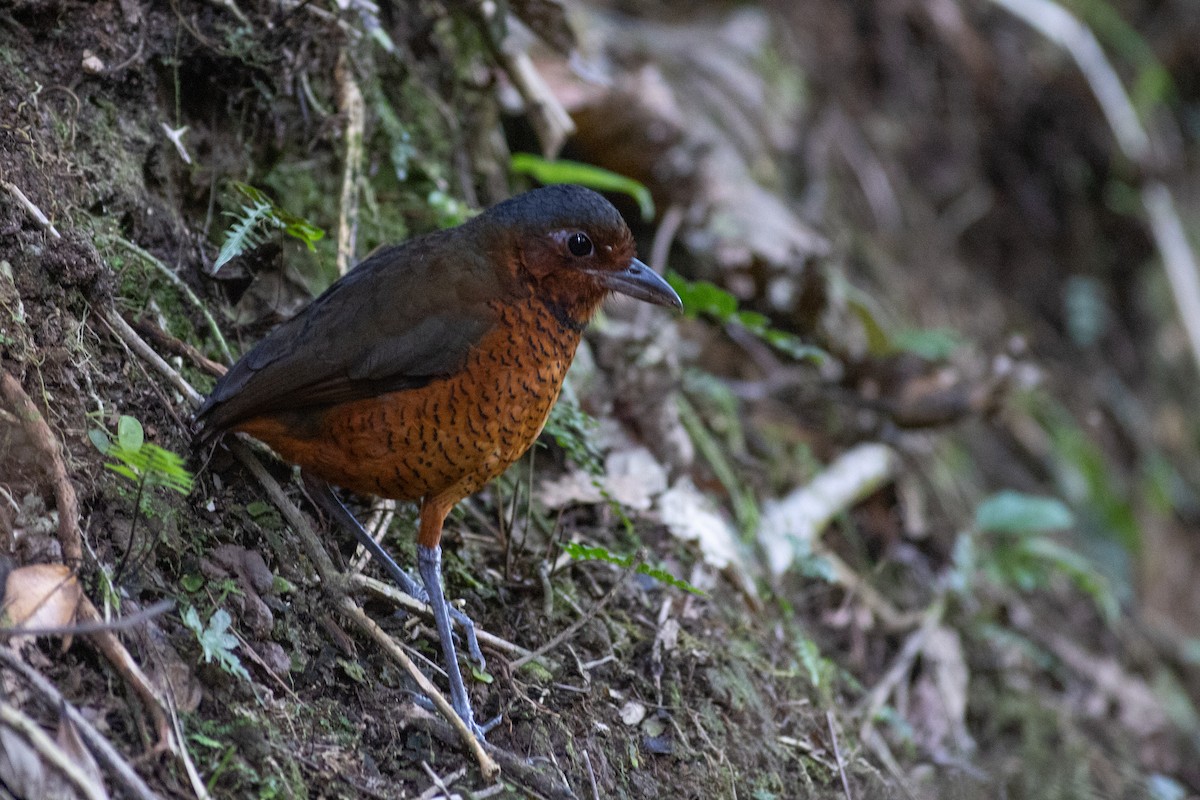 Мурашниця еквадорська - ML647078920