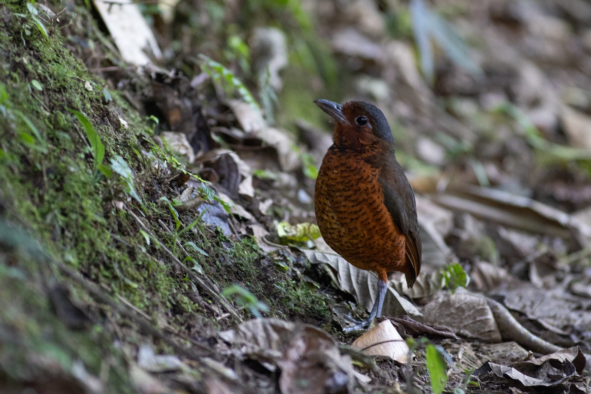 Мурашниця еквадорська - ML647078921