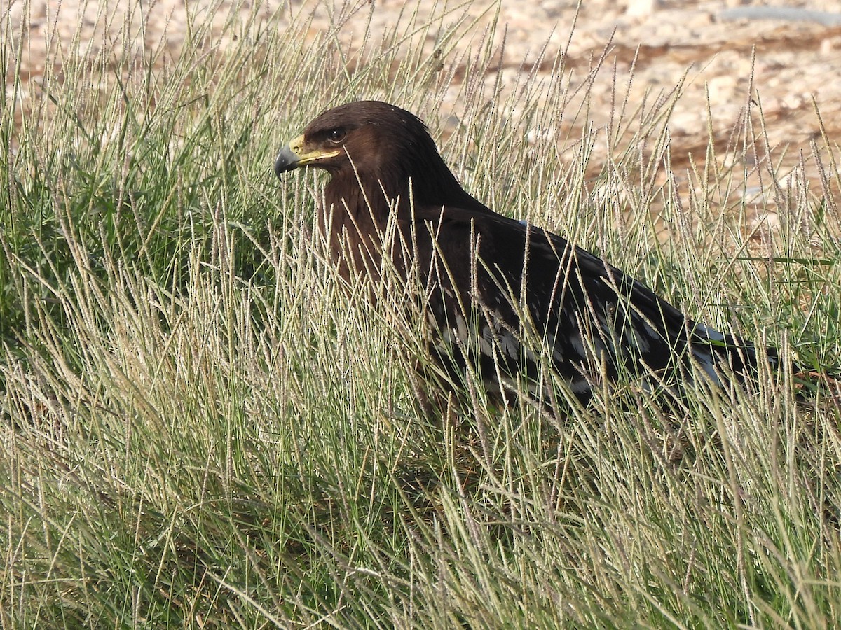 Greater Spotted Eagle - ML647078928
