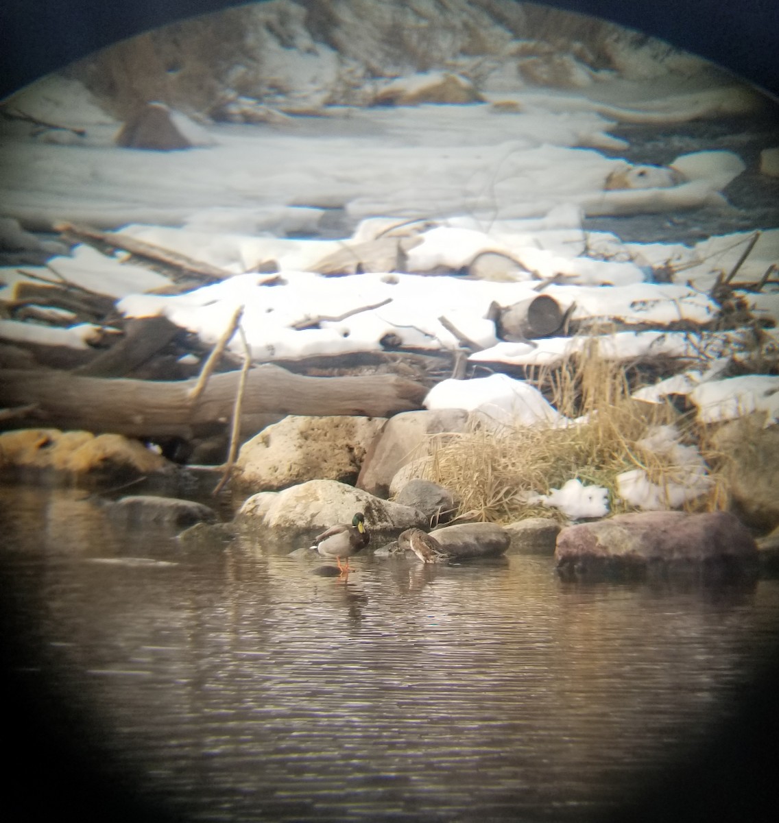 American Wigeon - ML647078930
